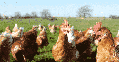 Laissez les poules faire le tri sélectif à votre place