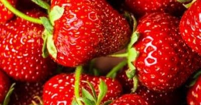 Agriculture urbaine : des fraises en conteneur !