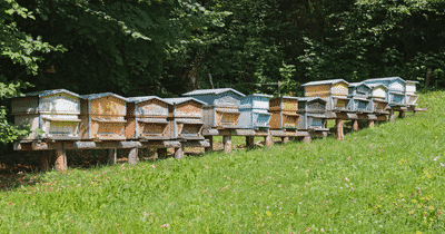 Recyclage entreprise abeille toit bureau