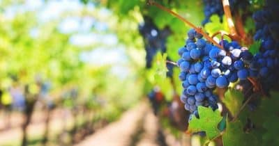 Faire rouler les bus parisiens à l’essence… de marc de raisin ?