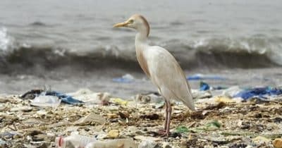 Le tour du monde de la lutte contre les déchets en plastique. Le mouvement est en marche !