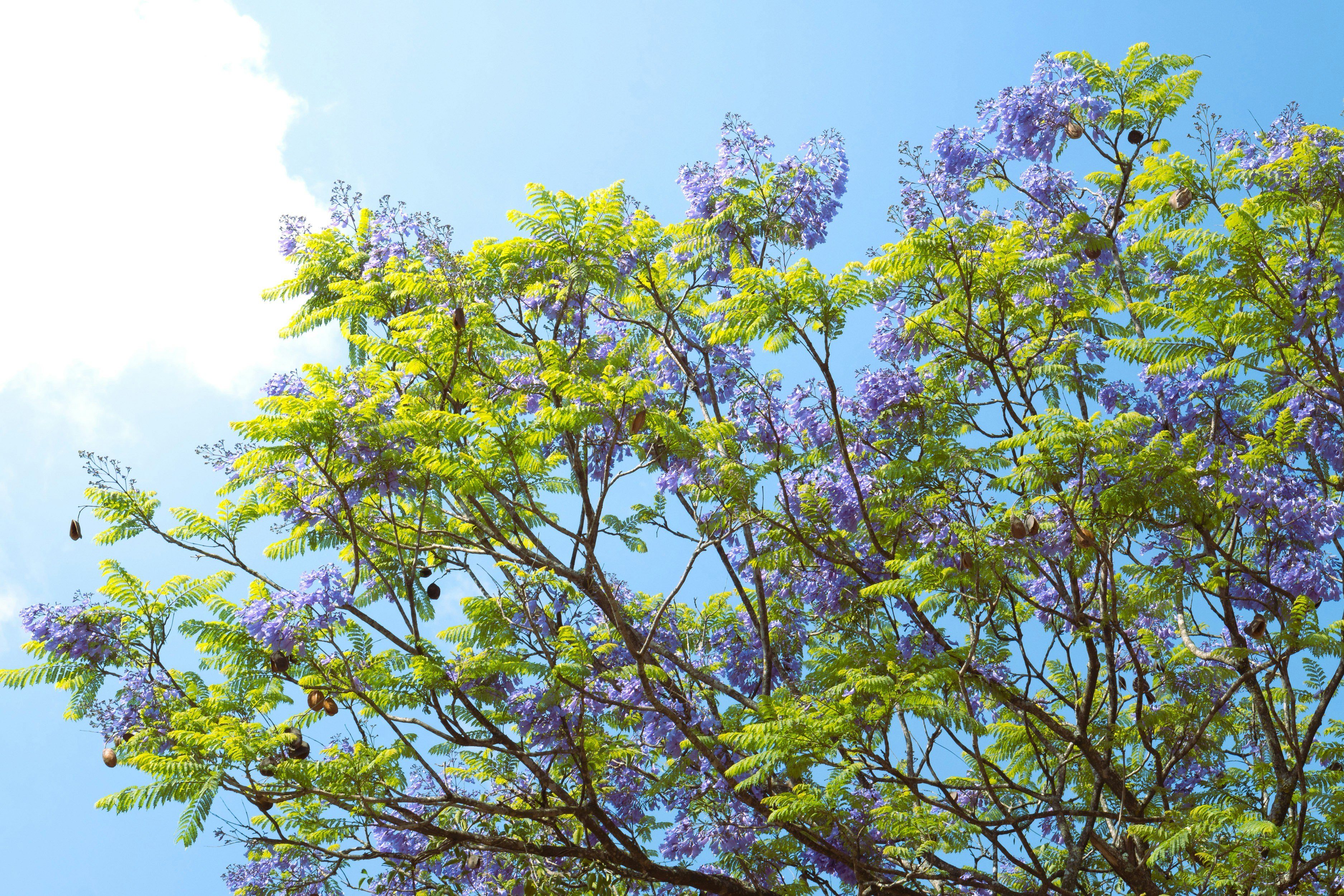 Les fleurs violettes du jacaranda illuminent nos journées et rappellent l'importance de préserver les espaces naturels. Évidence la texture claire et les détails du verre.