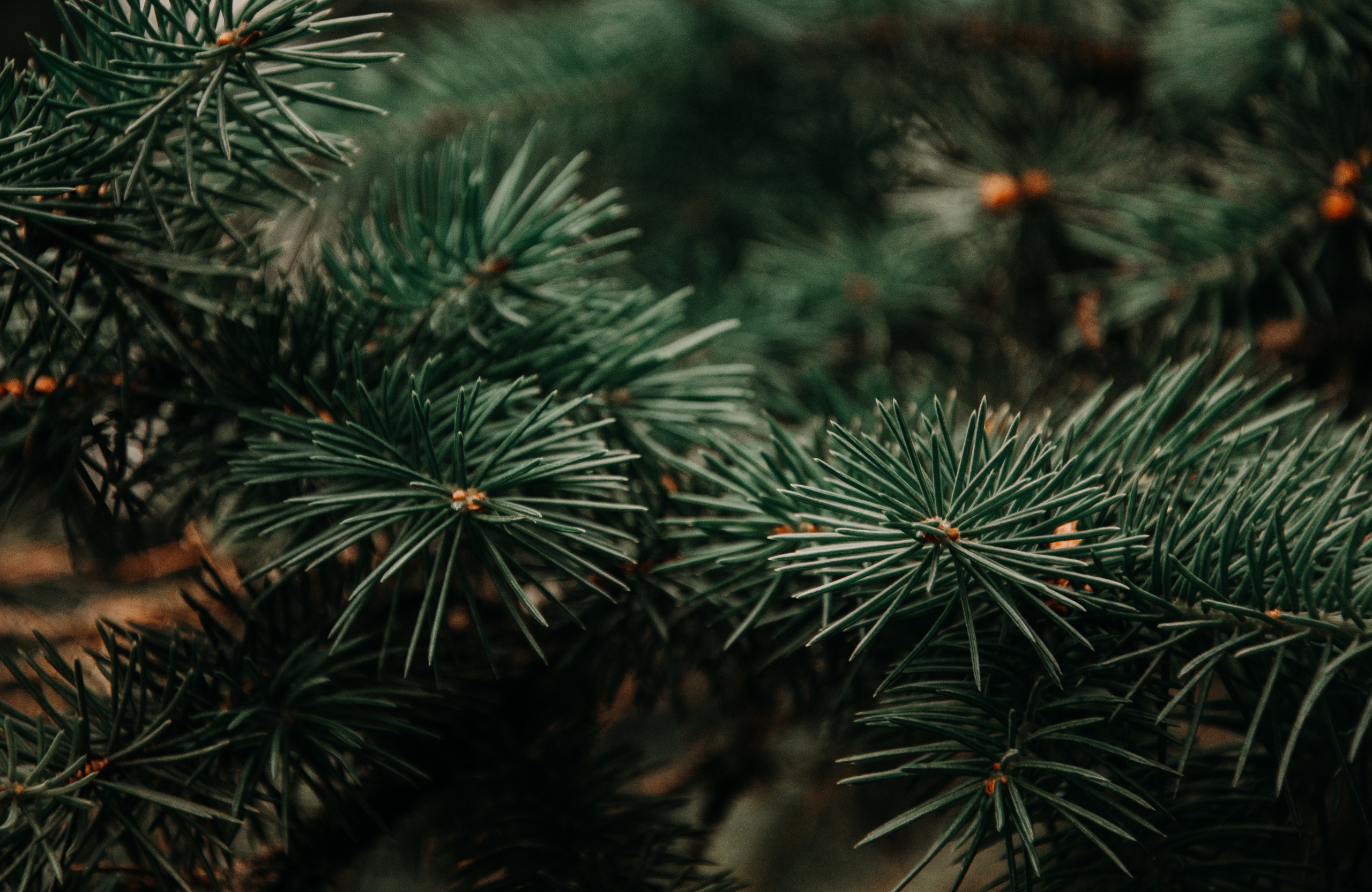 Gros plan sur des branches de sapin vertes et denses, mettant en avant une ambiance naturelle et hivernale.