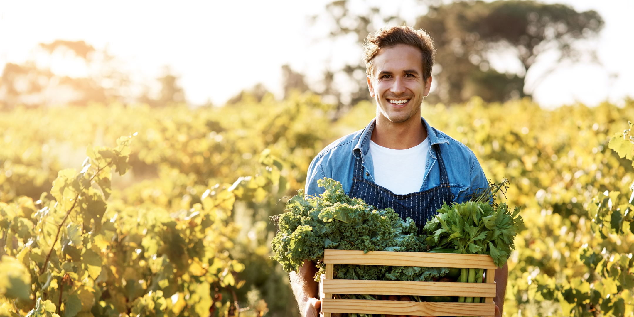 Agriculteur récoltant des légumes frais pour les circuits courts à Paris, favorisant une agriculture locale et responsable.