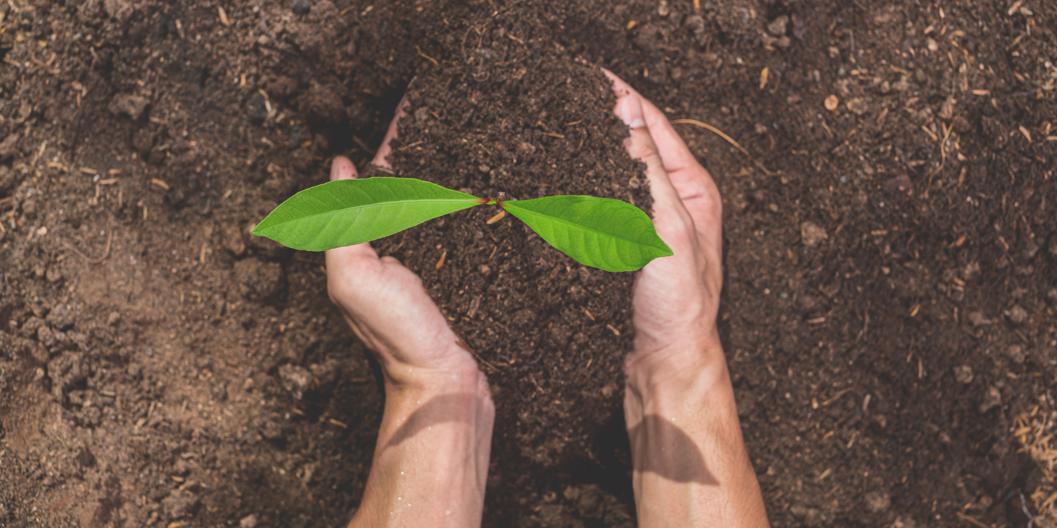 Mains tenant un jeune plant avec de la terre, illustrant l’importance du recyclage et de la protection de l’environnement lors de la Journée mondiale du recyclage 2025.