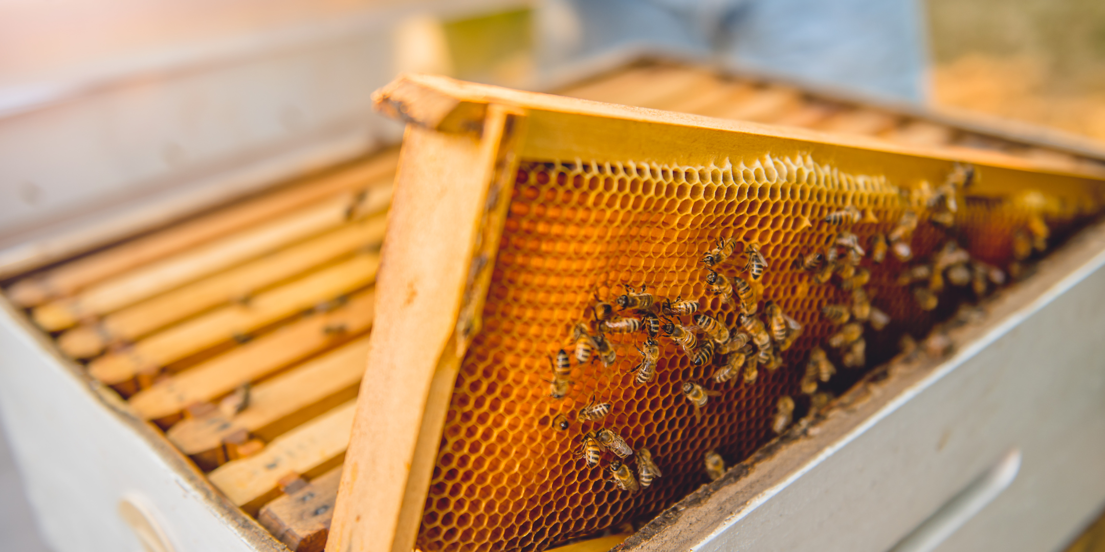 Cadre de ruche rempli de miel et d’abeilles en activité, illustrant l’impact positif de l’apiculture urbaine en entreprise.