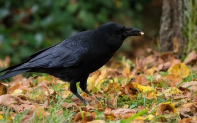 Corbeaux : ces oiseaux qui pourraient débarrasser nos villes des mégots de cigarette