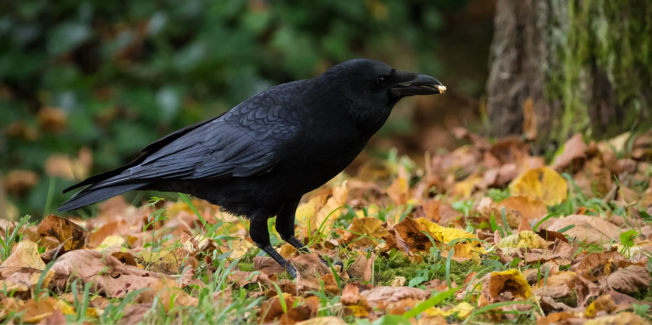 corbeau-ramassant-megots-dechets Corbeau ramassant des mégots de cigarette au sol