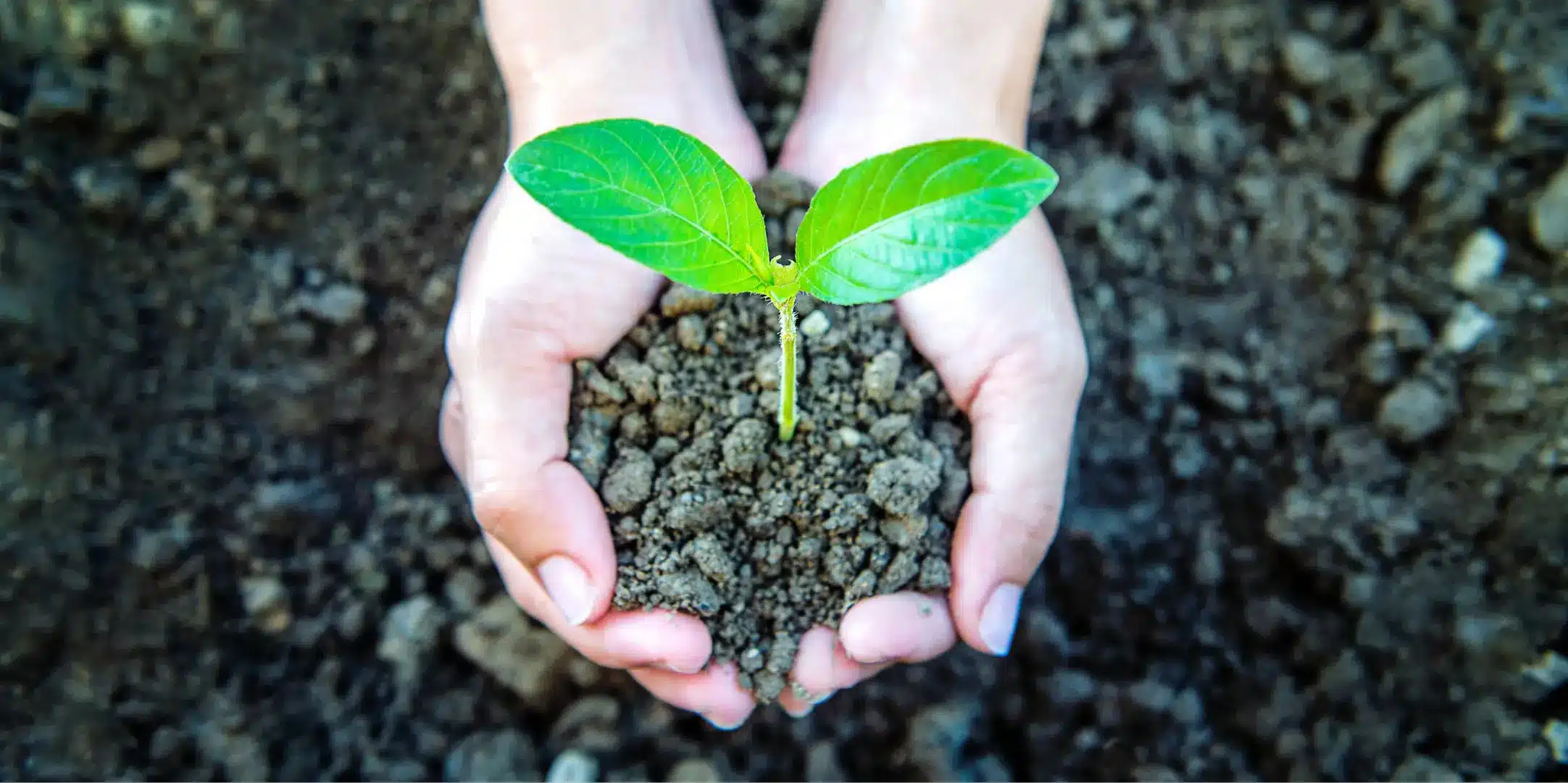 Jeune pousse dans des mains symbolisant l’engagement environnemental d’une entreprise dans une démarche B Corp