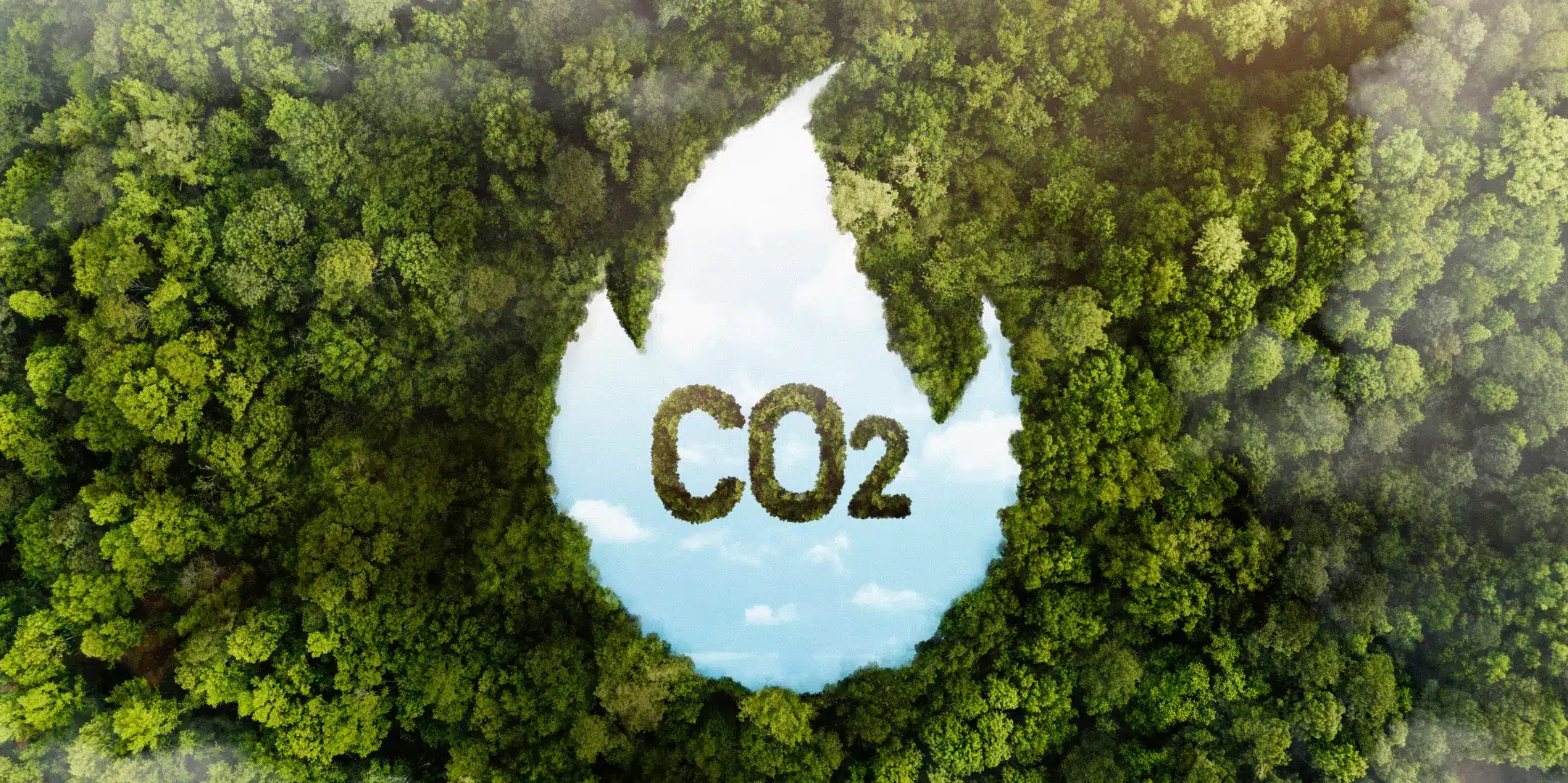 Illustration de l'empreinte carbone d'une entreprise avec le symbole CO₂ au cœur d'une forêt.